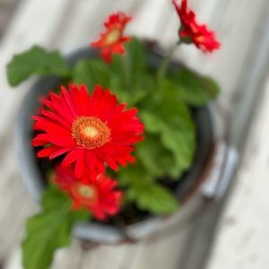 Meet your Posher, Melanne